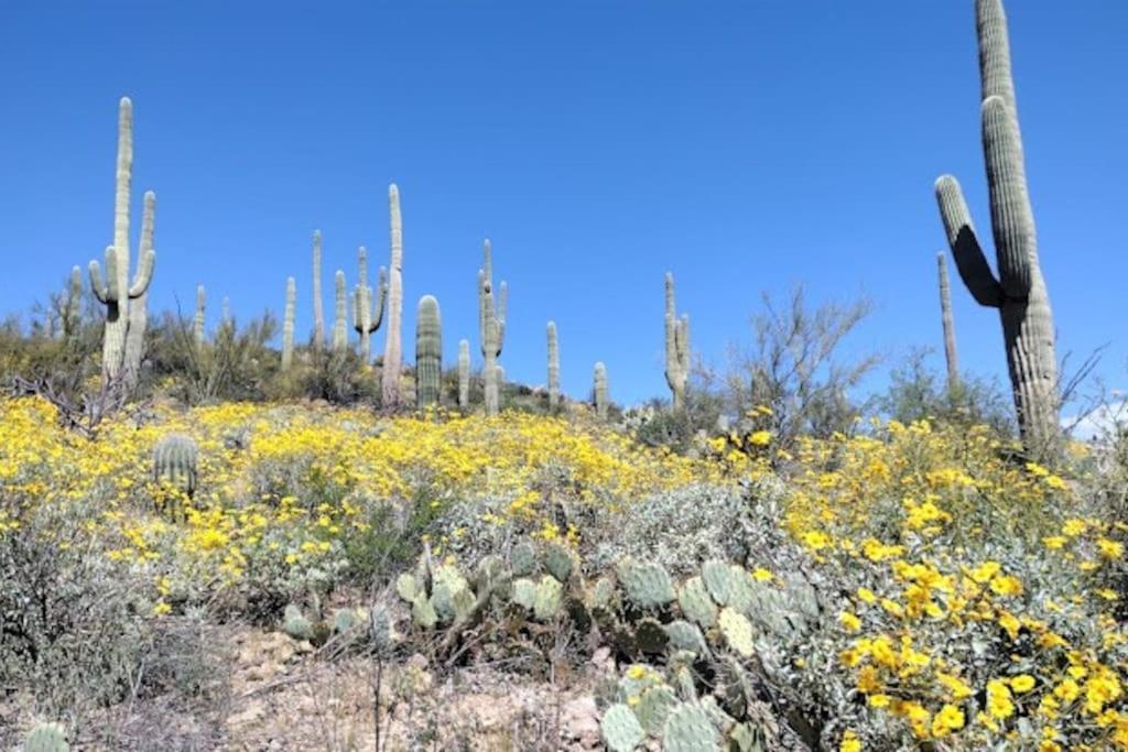 Tucson Mnt Foothills Saguaro Bliss Villa Exterior foto